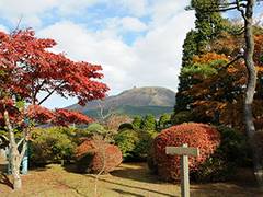 桜が観れる神奈川の公園10選