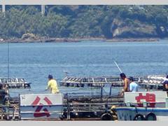 海上釣り堀 太公望 子連れのおでかけ 子どもの遊び場探しならコモリブ