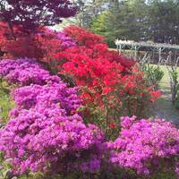 柳田植物公園 の写真