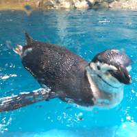 長崎ペンギン水族館 の写真 (2)