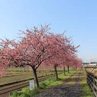 すみよし桜の里 の写真 (1)