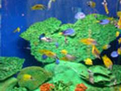 寺泊水族館 子連れのおでかけ 子どもの遊び場探しならコモリブ 寺泊水族館 子連れのおでかけ 子どもの遊び場探しならコモリブ