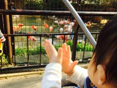 神戸市立王子動物園 子連れのおでかけ 子どもの遊び場探しならコモリブ 神戸市立王子動物園 子連れのおでかけ 子どもの遊び場探しならコモリブ