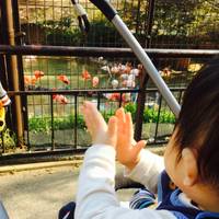 柚実♪さんが撮った 神戸市立王子動物園 の写真