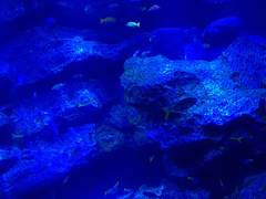 東京のクラゲが見られる水族館7選！充実設備でゆっくり楽しめる