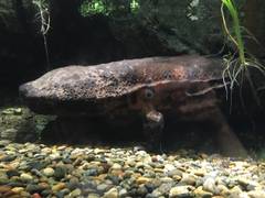 アクア・トト ぎふ（世界淡水魚園水族館）