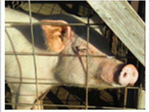 宮城で動物とのふれあいが楽しめるスポット8選 仙台にある犬と触れ合えるカフェも 子連れのおでかけ 子どもの遊び場探しならコモリブ 宮城で動物とのふれあいが楽しめるスポット8選 仙台にある犬と触れ合えるカフェも 子連れのおでかけ 子どもの遊び場探しならコモリブ