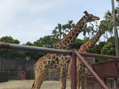 宮崎市フェニックス自然動物園