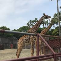 宮崎市フェニックス自然動物園 の写真