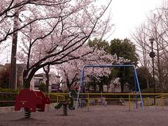 桜が見られる横浜のおすすめ公園8選！お花見を楽しもう