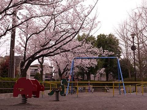 桜が見られる横浜のおすすめ公園8選 お花見を楽しもう 子連れのおでかけ 子どもの遊び場探しならコモリブ