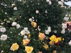 東沢バラ公園 子連れのおでかけ 子どもの遊び場探しならコモリブ