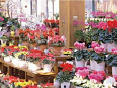 あしかがフラワーパーク 子連れのおでかけ 子どもの遊び場探しならコモリブ