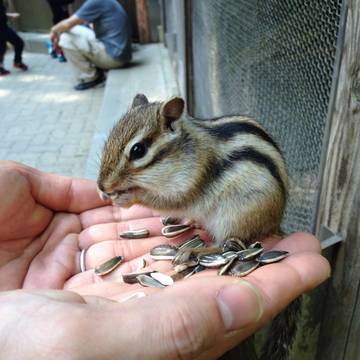 新潟で動物とのふれあいが楽しめるスポット8選 子連れのおでかけ 子どもの遊び場探しならコモリブ