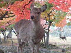 奈良公園 子連れのおでかけ 子どもの遊び場探しならコモリブ