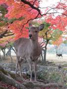 奈良公園 子連れのおでかけ 子どもの遊び場探しならコモリブ