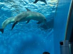 横浜 八景島シーパラダイス 子連れのおでかけ 子どもの遊び場探しならコモリブ