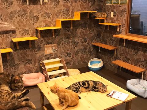 猫カフェ 猫喫茶 空陸家 心斎橋店 子連れのおでかけ 子どもの遊び場探しならコモリブ 猫カフェ 猫喫茶 空陸家 心斎橋店 子連れのおでかけ 子どもの遊び場探しならコモリブ