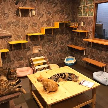 猫カフェ 猫喫茶 空陸家 心斎橋店 子連れのおでかけ 子どもの遊び場探しならコモリブ