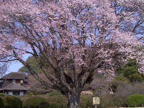 桜山公園 子連れのおでかけ 子どもの遊び場探しならコモリブ 桜山公園 子連れのおでかけ 子どもの遊び場探しならコモリブ
