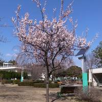 敷島公園 の写真 (1)