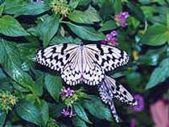 広島市森林公園こんちゅう館 子連れのおでかけ 子どもの遊び場探しならコモリブ
