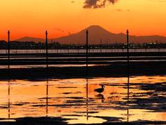 ふなばし三番瀬海浜公園（ふなばしさんばんせかいひんこうえん）