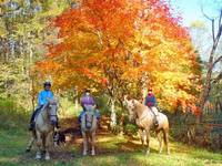 カナディアンキャンプ北海道　乗馬クラブリーフ 北海道(苫小牧・千歳) ホーストレッキング(乗馬) の写真 (2)