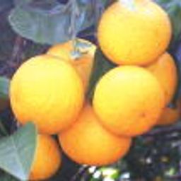 甘夏みかん狩りができる全国のおすすめ農園10選 Comolib Magazine