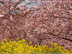 松田山ハーブガーデン 子連れのおでかけ 子どもの遊び場探しならコモリブ