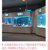 新札幌 サンピアザ水族館