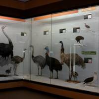我孫子市鳥の博物館 の写真 (2)