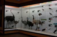 我孫子市鳥の博物館 の写真 (2)