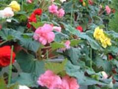 広島市植物公園 子連れのおでかけ 子どもの遊び場探しならコモリブ