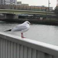 汐浜運河 の写真 (3)