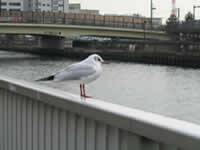 汐浜運河 の写真 (3)