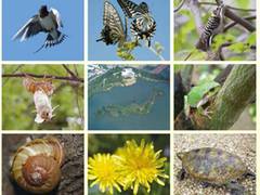 関西の昆虫、動物、生き物博物館17選。大阪や京都での子供向けイベントもご紹介。