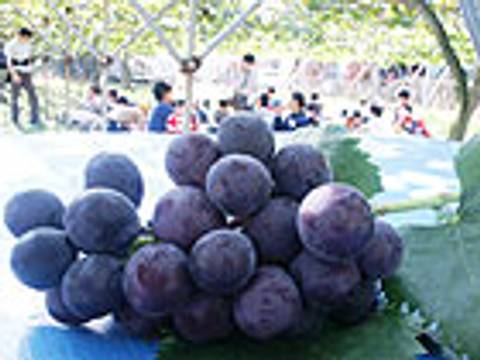 秩父の子連れで行く観光スポット15選 冬も楽しめる所や赤ちゃんや子供の遊び場もご紹介 子連れのおでかけ 子どもの遊び場探しならコモリブ 秩父の子連れで行く観光スポット15選 冬も楽しめる所や赤ちゃんや子供の遊び場もご紹介 子連れのおでかけ 子どもの遊び場探しならコモリブ