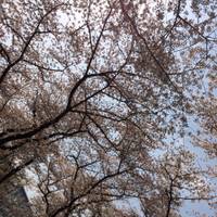 かすみんさんが撮った 京都府立植物園 の写真