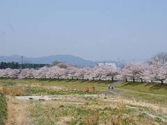 こだま千本桜 子連れのおでかけ 子どもの遊び場探しならコモリブ