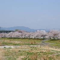 こだま千本桜 の写真 (2)