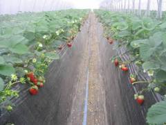 果物狩りができる関東の農園35選 時期別に狩れるフルーツは 子連れのおでかけ 子どもの遊び場探しならコモリブ