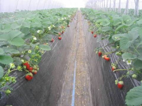 果物狩りができる関東の農園35選 時期別に狩れるフルーツは 子連れのおでかけ 子どもの遊び場探しならコモリブ 果物狩りができる関東の農園35選 時期別に狩れるフルーツは 子連れのおでかけ 子どもの遊び場探しならコモリブ