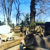 ひなたママさんが撮った 川崎市立夢見ヶ崎動物公園 の写真