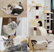猫カフェ にゃんくる 蒲田店 子連れのおでかけ 子どもの遊び場探しならコモリブ