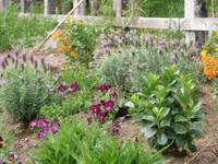 紫竹ガーデン の写真 (3)