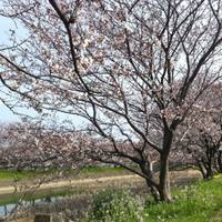清廉桜の並木道 の写真 (1)