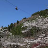 鶴見岳（つるみだけ） の写真 (2)