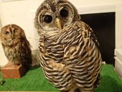 フクロウカフェ オウルドベース 子連れのおでかけ 子どもの遊び場探しならコモリブ