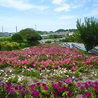 佐布里緑と花のふれあい公園　（そうり） の写真 (2)